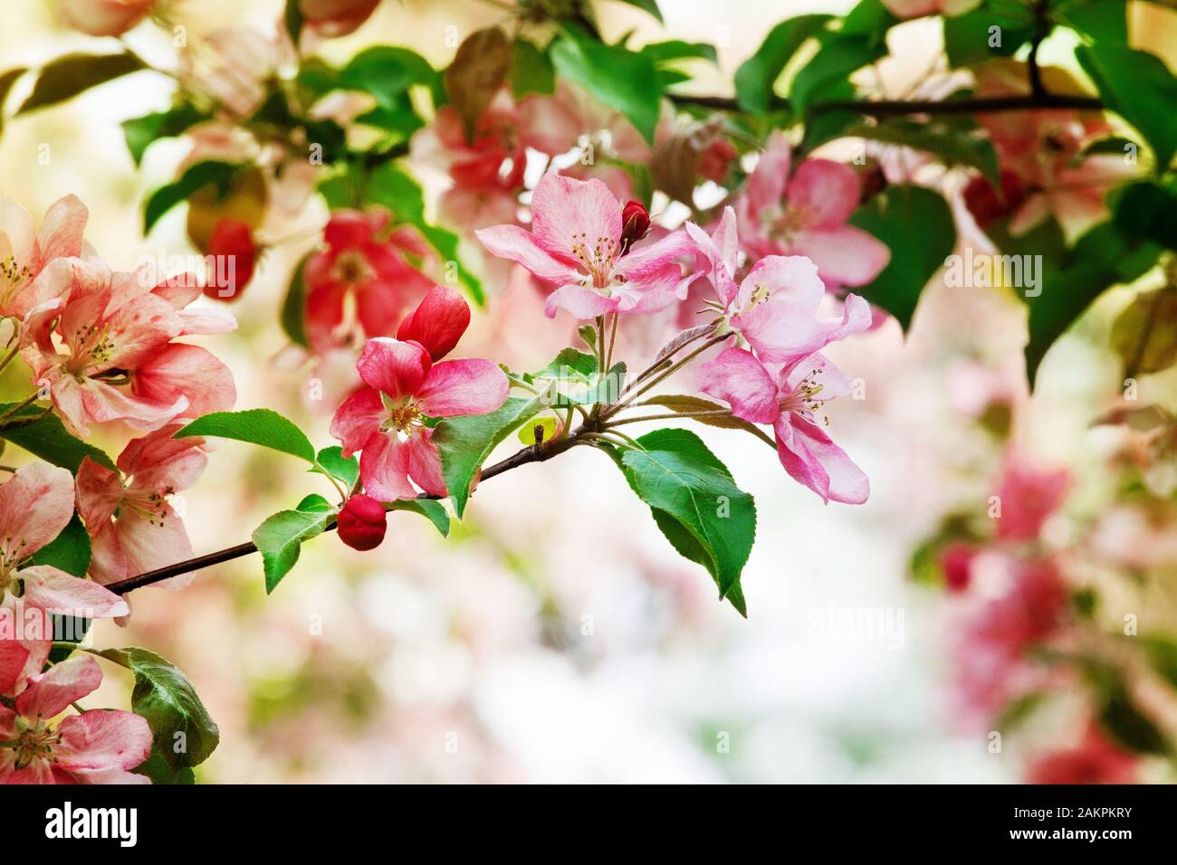 Blooming Apple Tree Branches White And Pink Flowers Bunch Green Leaves On Blurred Background Close Up Beautiful Spring Cherry Blossom Red Sakura Stock Photo Alamy Blooming Apple Tree Branches White And Pink Flowers Bunch Green Leaves On Blurred Background Close Up Beautiful Spring Cherry Blossom Red Sakura Stock Photo Alamy