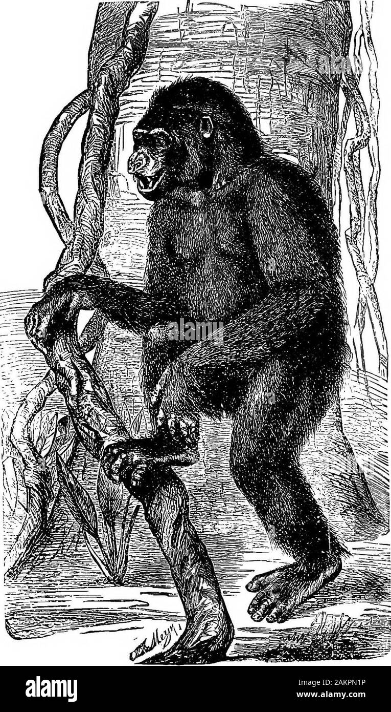 Running Chimpanzee High Resolution Stock Photography And Images Alamy