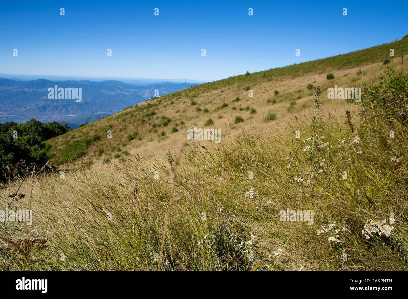 dry grass field on hill Stock Photo Alamy
