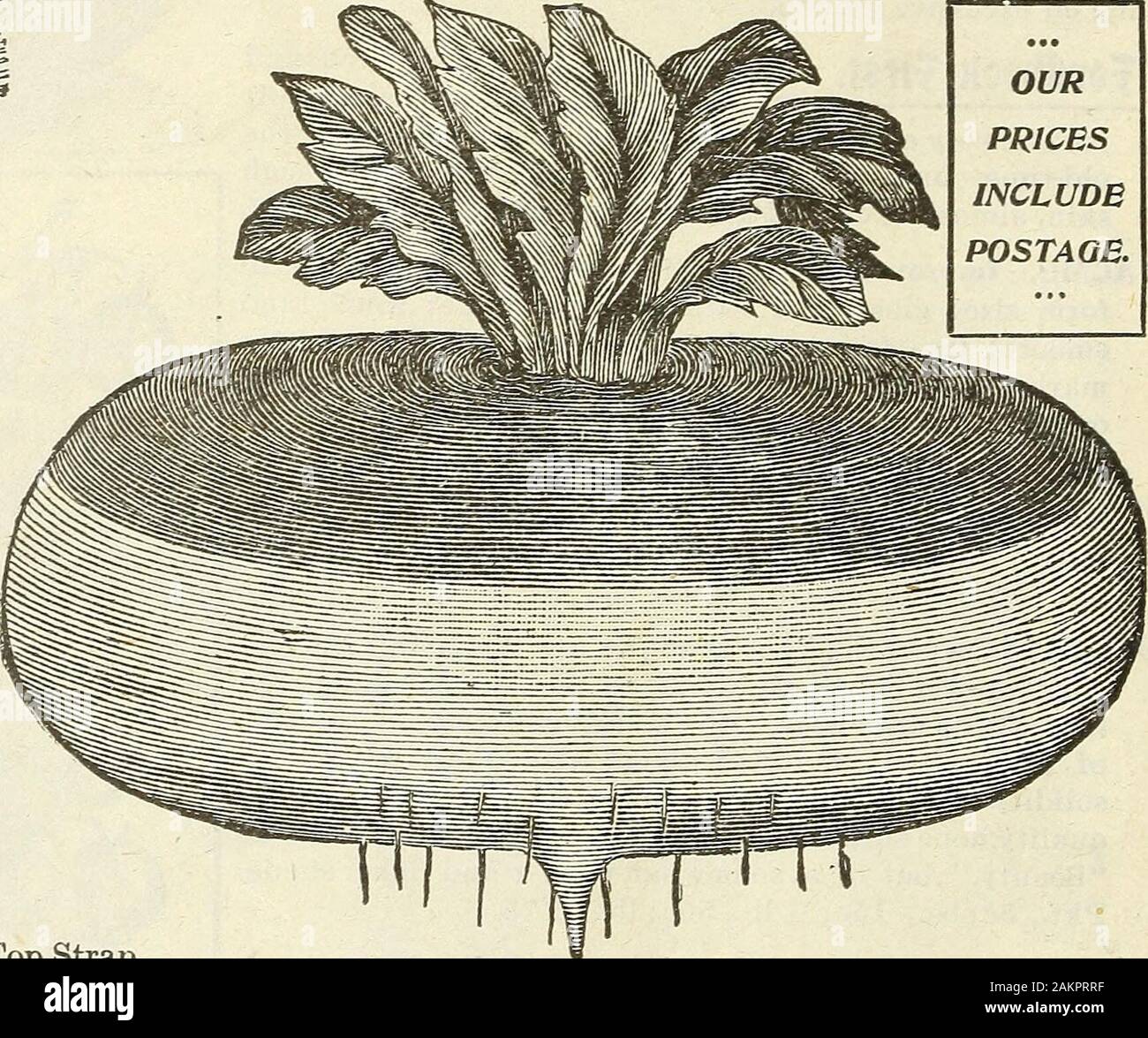 Garden flower and field seeds 1902 . ce and clear,bright purple above. Flesh white, sugary and re-markably well flavored. Very early, hardy andprolific. The leading standard, purely Americanvariety. Pkt., 3c; oz., 7c; M lb., 15c; lb., 40c. x WHITE STRAP LEAF. A sub variety of the Purple Top StrapLeaf, from which it differs mainly in the coloring of the skin.Early, productive, of excellent quality and recommended foreither field or garden culture. Pkt., 3c; oz., 7c; M lb,, 15c;.,1b., 45c. X POMERANIAN WHITE GLOBE. A large and most perfectglobe in shape; skin white and smooth. Of strong growtha Stock Photo