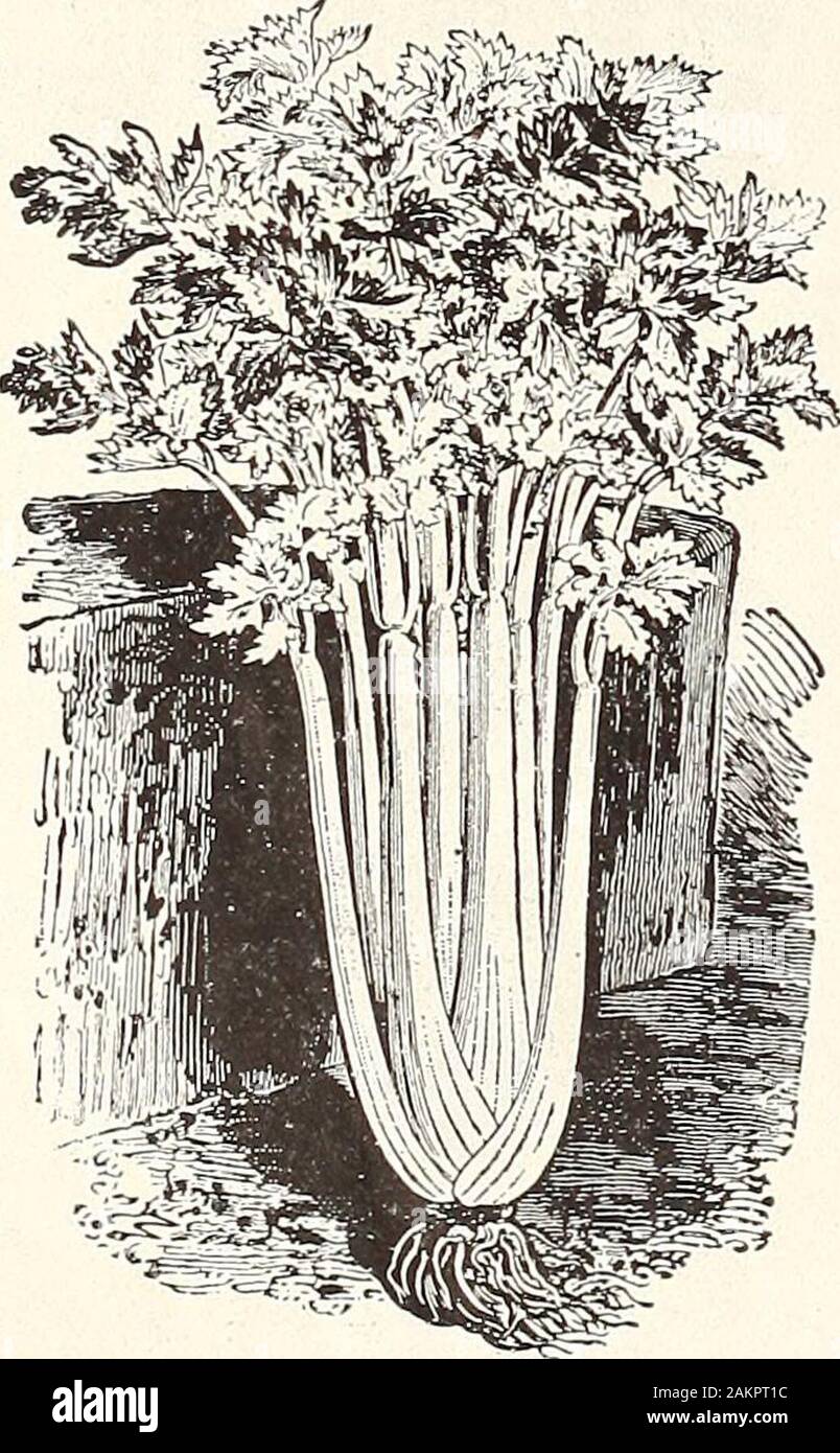 Henderson's midsummer catalogue : 1913 . Hendersons snowball cauliflower.. GOLDEN SELF-BLANCHING CELERY. CABBAGE. (1 os. produces 1,500 plants;  lb. to transplant for an acre.)EXTRA EARLY VARIETIES, (for cabbage plants, see page 14.) Early Jersey Wakefield, Hendersons. This famous Cabbage was introducedby us, and still retains its lead as the best first Early in cultivation. Theheads are of pyramidal shape, with blunt peaks, and are remarkably solid.The outside leaves are small, though of great substance, enabling the plantsto stand severe weather. Our seed is from highly-bred, selected stock Stock Photo