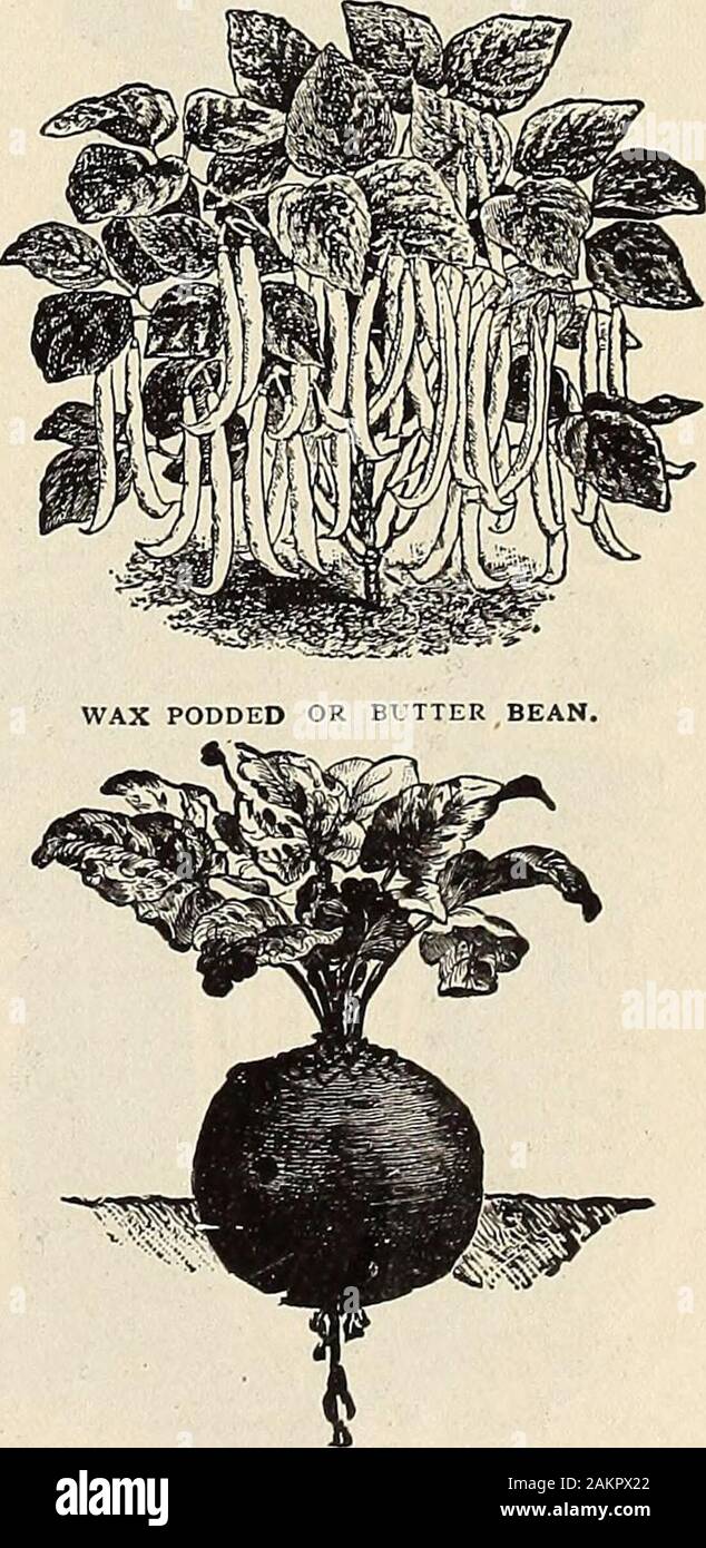 Henderson's midsummer catalogue : 1913 . GREEN PODDED BUSH BEAN.. CRIMSON GLOBE BEET. We Deliver Free in the U.S. To any Post Office, R. R ExpressOffice or Freight Station at our option, All Vegetable and Flower Seeds excepting whereotherwise noted Stock Photo