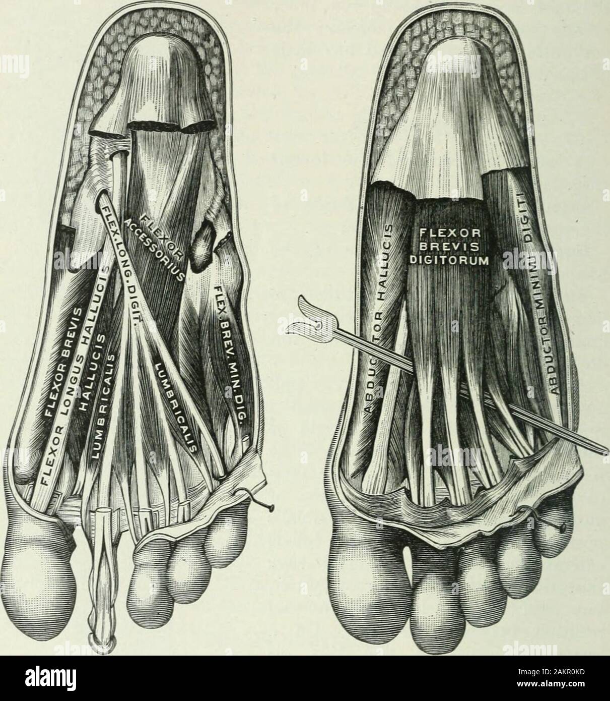Applied anatomy and kinesiology; the mechanism of muscular movement . e  outer margin of ]the foot and bend it laterally so as to make the outer  edge more con-cave. In spite of