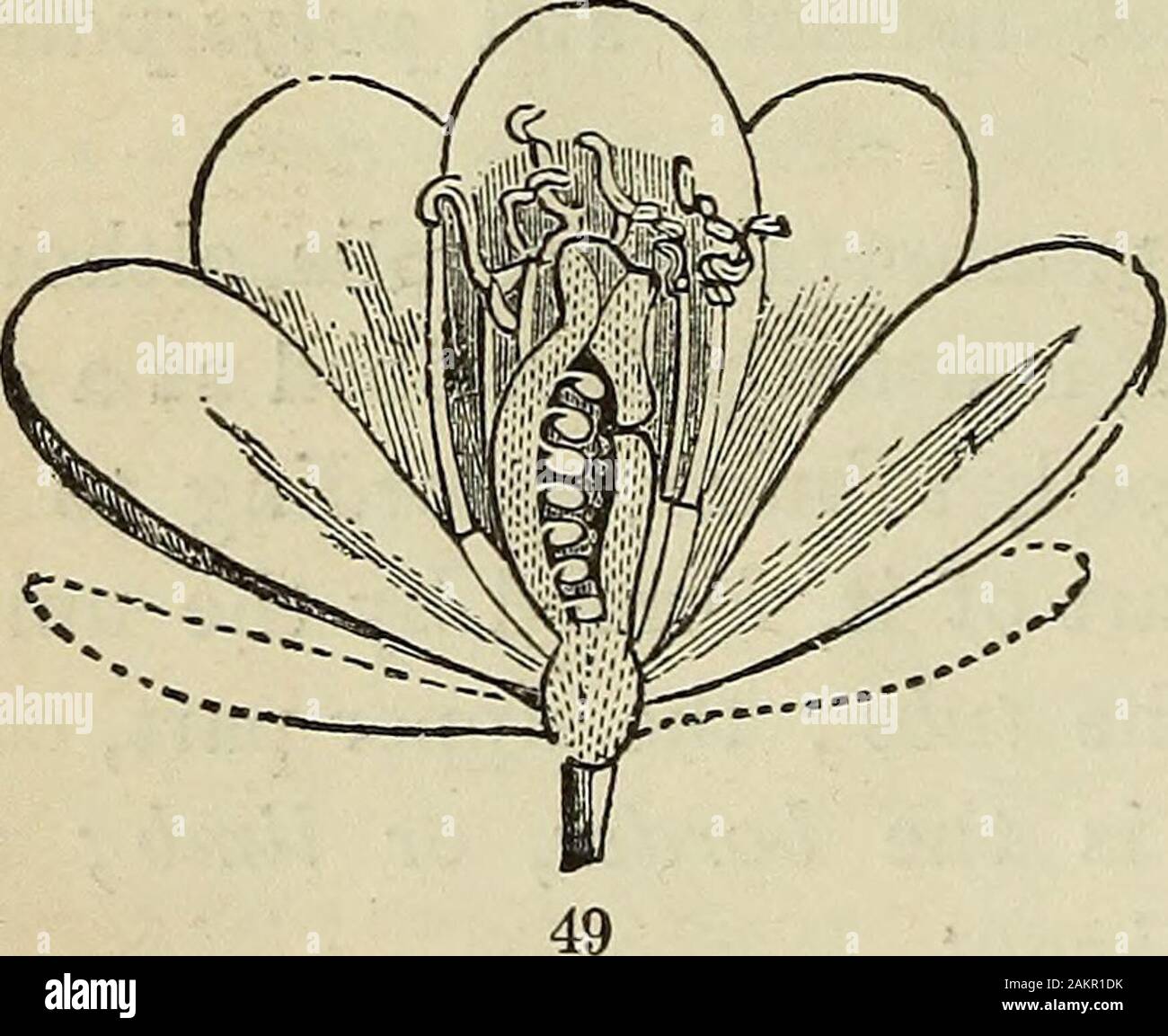 Distinctive root structure hi-res stock photography and images - Alamy