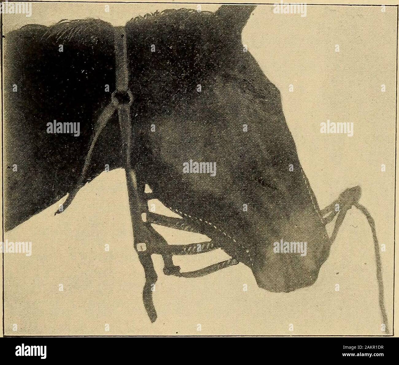 The stock owner's adviser; the breeding, rearing, management, diseases and treatment of domestic animals . Fig. 33—Osteo Porosis, or Big Head. DISEASES OF THE BONES. 173 known as osteo porosis. This disease The stock owner's adviser; the breeding, rearing, management, diseases and treatment of domestic animals . Fig. 33—Osteo Porosis, or Big Head. DISEASES OF THE BONES. 173 known as osteo porosis. This disease