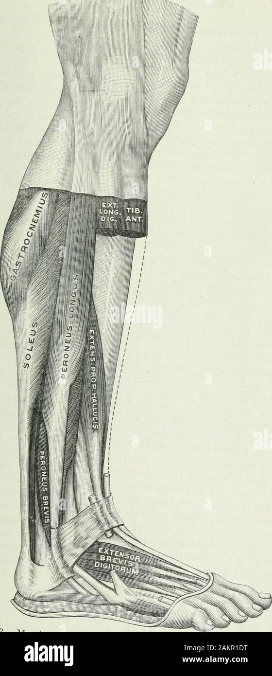 Applied anatomy and kinesiology; the mechanism of muscular movement . a ...