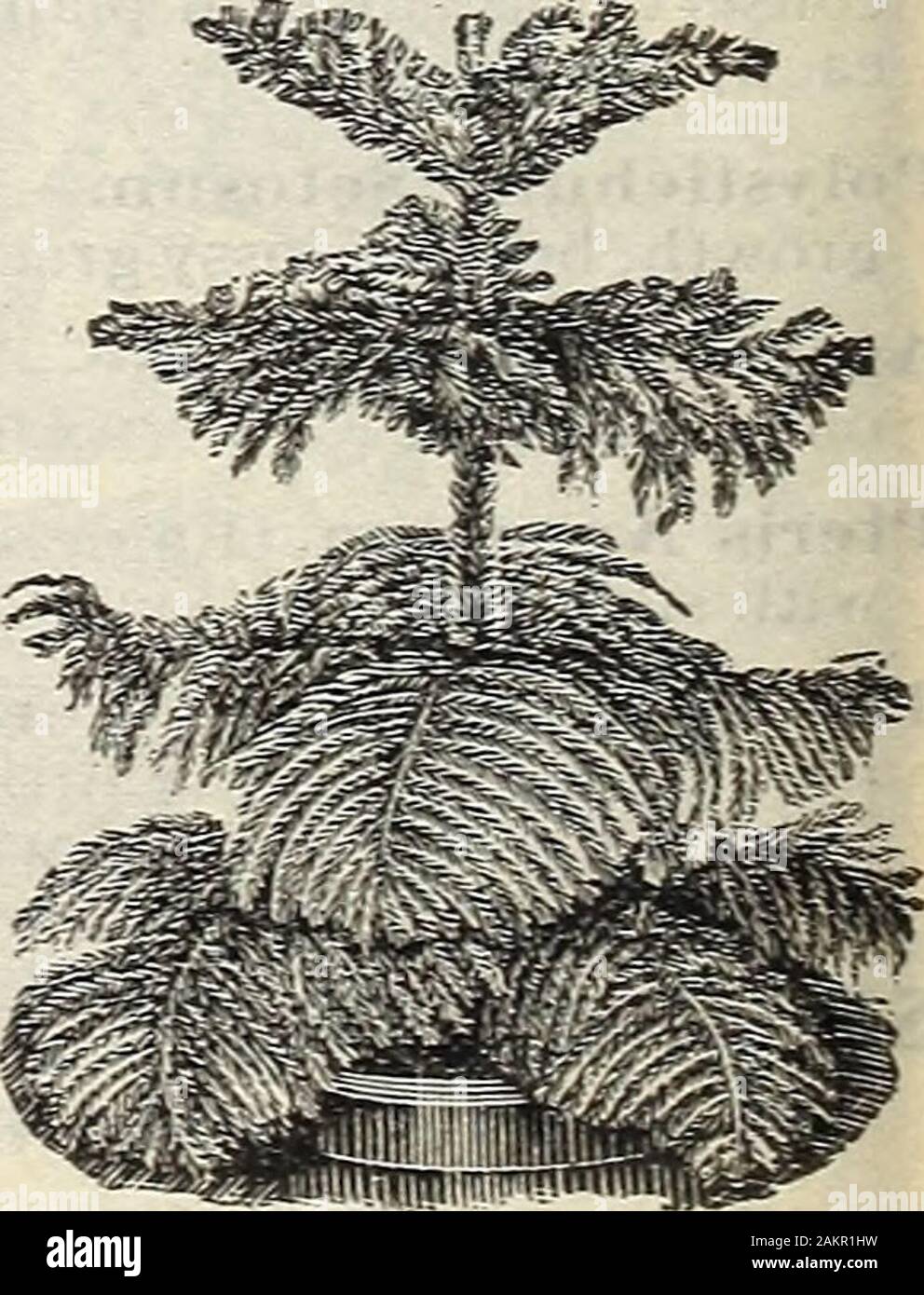New floral guide : autumn 1906 . Christmas Tree Palm (Norfolk Island Pine; (Araucaria Excelsa) This is the handsomest and most beauti-ful of ail the decorative evergreens for houseculture. It has no equal, but is not oftenseen, because rare and expensive, but we arenow offering nice plants at the followingreasonable prices. Fine sturdy little Trees,8 to 10 inches high, 2 to 3 tiers of branches,from 4 inch pots, 75 cts. each, postpaid.Larger and heavier trees, $1.00, $L50 andS2.00 each, by express.. ARAUCARIA EXCELSA UMBRELLA PLANT, CYPERUSALTERNIFOLIA SPECIAL OFFER.The 4 Palms and Cyperus Alte Stock Photo
