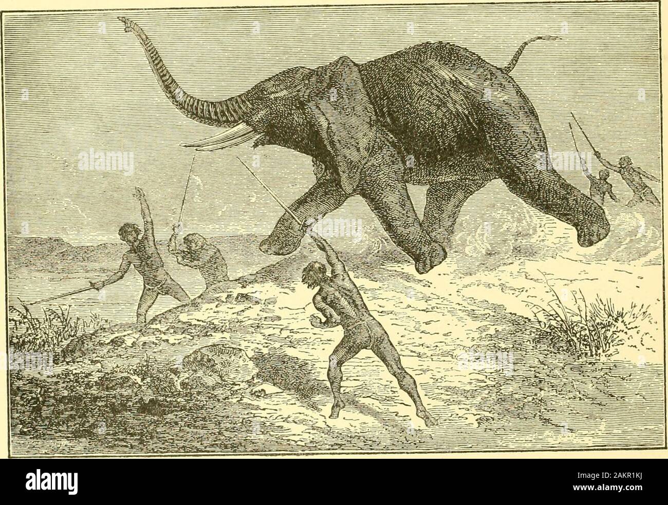 Hunting and trapping stories; a book for boys . nUXTIXr. AND CATCHING WILD ELEPHANTS Let US examine the first. Certain wild tribes far up the Nile, borderinLTon Equatorial Africa, hunt elephants on horseback and also on foot. A traveller gives these two accounts of what he saw. The HamranArabs, a brave and warlike tribe, use horses in their hunt. Mounting thefleetest beasts they have, they start for the long grass where the elephantsare usually to be found. They first send out scouts to locate the herd, andsee that they do not scatter. The hunters always try to attack the animalssuddenly, and Stock Photo