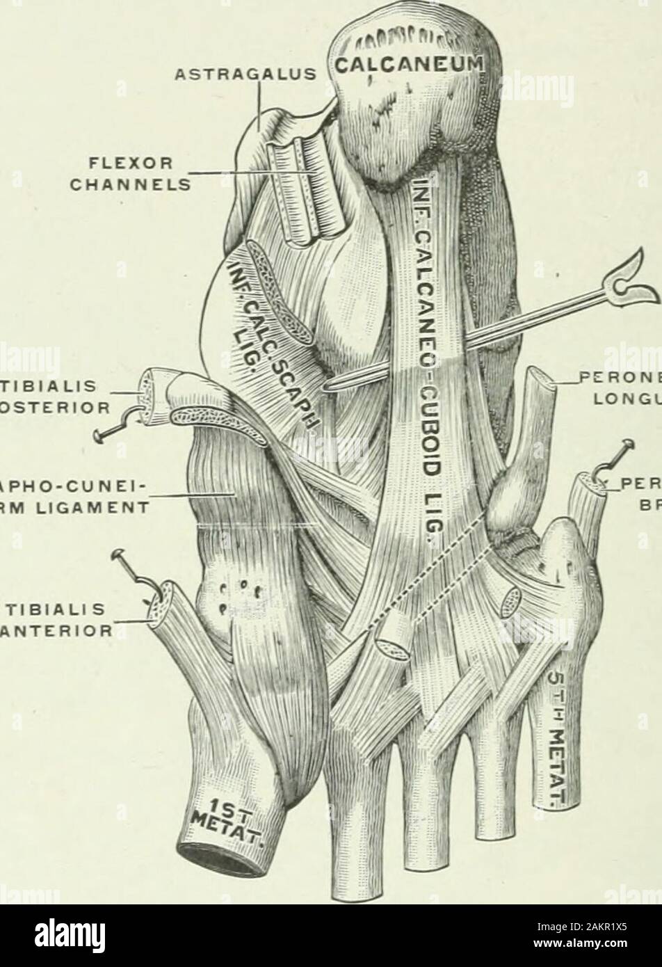 Applied Anatomy And Kinesiology The Mechanism Of Muscular Movement Fig 109figs 108 And 109 Bones Of The Foot Gray Kept From Spreading By Ligaments And Muscles Forming An Effi Cient Shock Absorbing Mechanism To