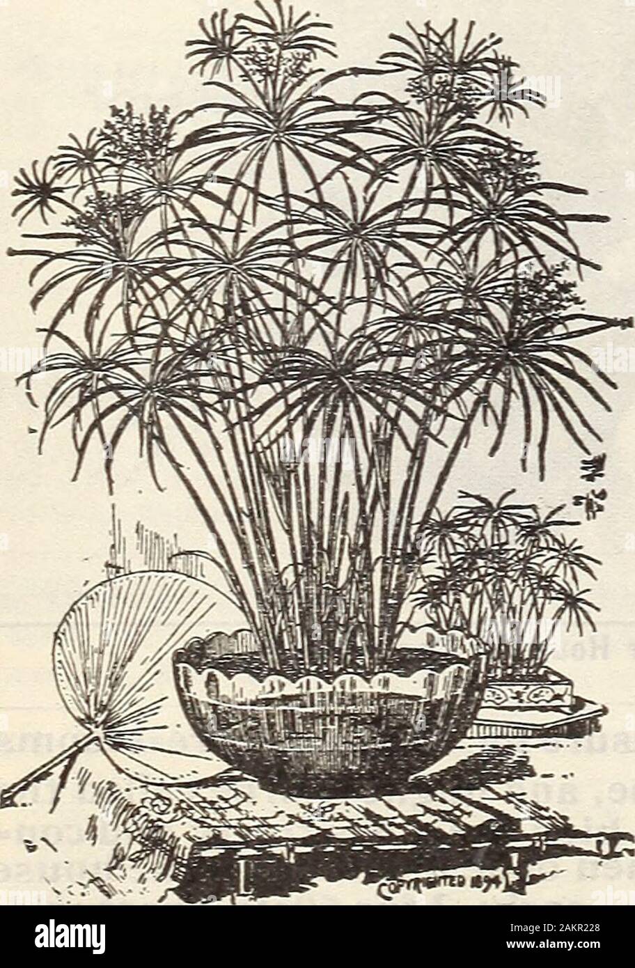 New floral guide : autumn 1906 . OSTRICH FEATHER PALV1 COCOS WEDDELLIANA. Christmas Tree Palm (Norfolk Island Pine; (Araucaria Excelsa) This is the handsomest and most beauti-ful of ail the decorative evergreens for houseculture. It has no equal, but is not oftenseen, because rare and expensive, but we arenow offering nice plants at the followingreasonable prices. Fine sturdy little Trees,8 to 10 inches high, 2 to 3 tiers of branches,from 4 inch pots, 75 cts. each, postpaid.Larger and heavier trees, $1.00, $L50 andS2.00 each, by express. Stock Photo