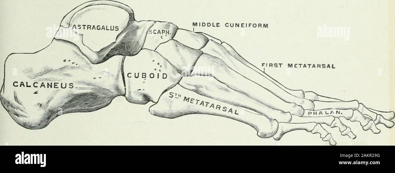 Applied Anatomy And Kinesiology The Mechanism Of Muscular Movement Fig 108 Middle Cuneiform Fig 109figs 108