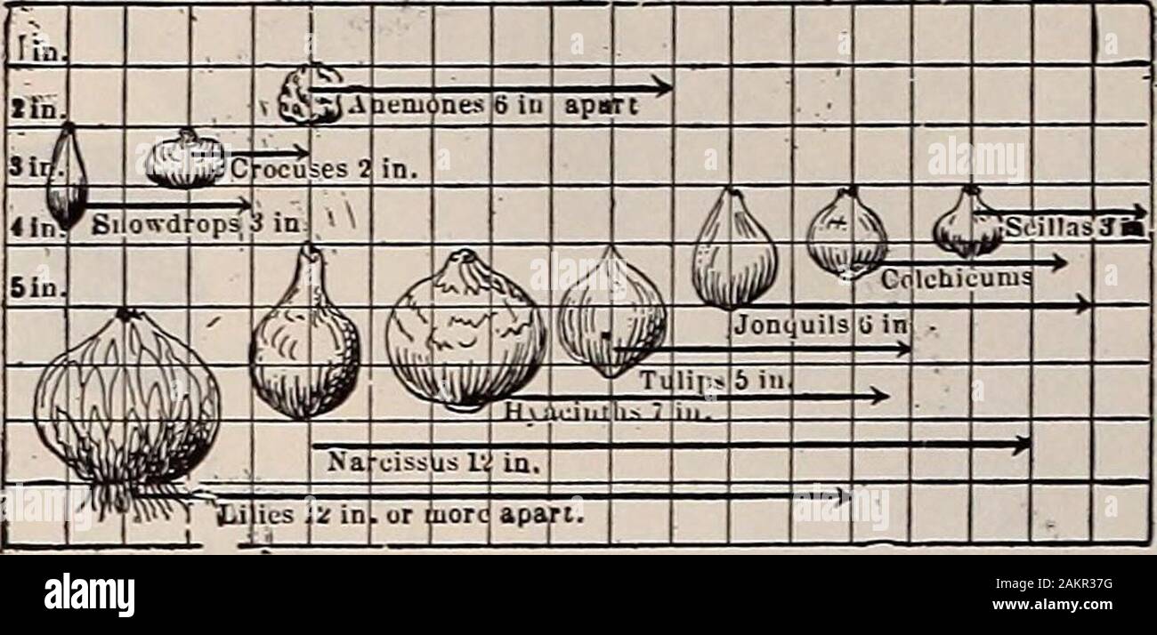 Livingston's guide to fall planting : bulbs paeonies phloxes seeds etc . bulbs themselves should be set from 3 to 12 inchesapart and from 2 to S inches deep, according to the size ofthe bulbs and the conditions of the soil. The larger sizedbulbs are planted at the greatest depth. (See chart above.)In heavy soils the average depth should be less. We cannottoo strongly urge our customers to plant bulbs in quantity;they are then much more effective. In the autumn, when ahard crust is frozen on the top of the soil, cover the bedswith about four inches of leaves; if coarse manure orstraw is used, c Stock Photo