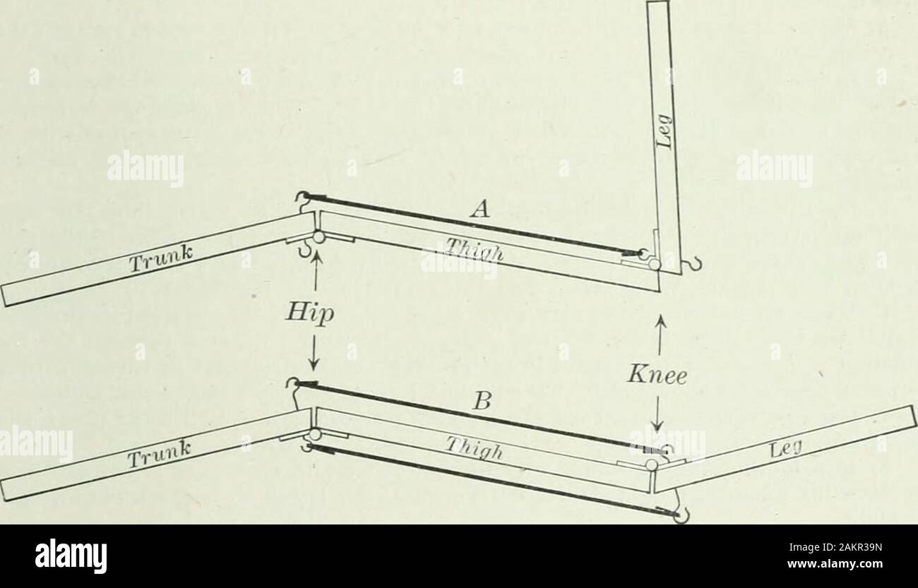 Applied anatomy and kinesiology; the mechanism of muscular movement . and leave the other cord in place, itwill extend both joints as before. We are thus confronted by theproblem, How can the hamstring-muscles, which are flexors of theknee, cause extension of the knee? How can a cord tied across two VASTUS INTERMEDIUS 185 joints give to a muscle that is primarily a flexor of a joint theability to extend it? Dr. Lombard has explained this apparent contradiction by show-ing that the two-joint muscles of the thigh have better leverage asextensors than as flexors. The hamstring muscles have better Stock Photo