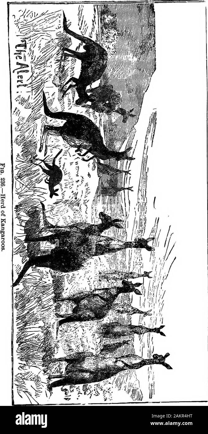 First lesson in zoology : adapted for use in schools . Fio. 235.—Opossum, and side-view of pelvis, with the marsupial bone, M. pelvis, and projecting forwards. In the opossum, thekangaroo, and probably most marsupials, the young,which are very rudimentary and small when born, livein the pouch attached to the nipple, which fills themouth. To this it remains attached for a consid-erable period, the milk being forced down its throat bythe contraction of the cremaster muscle. The danger ofsuffocation is avoided by the elongated and conical form ofthe upper extremity of the larynx, which is embrace Stock Photo