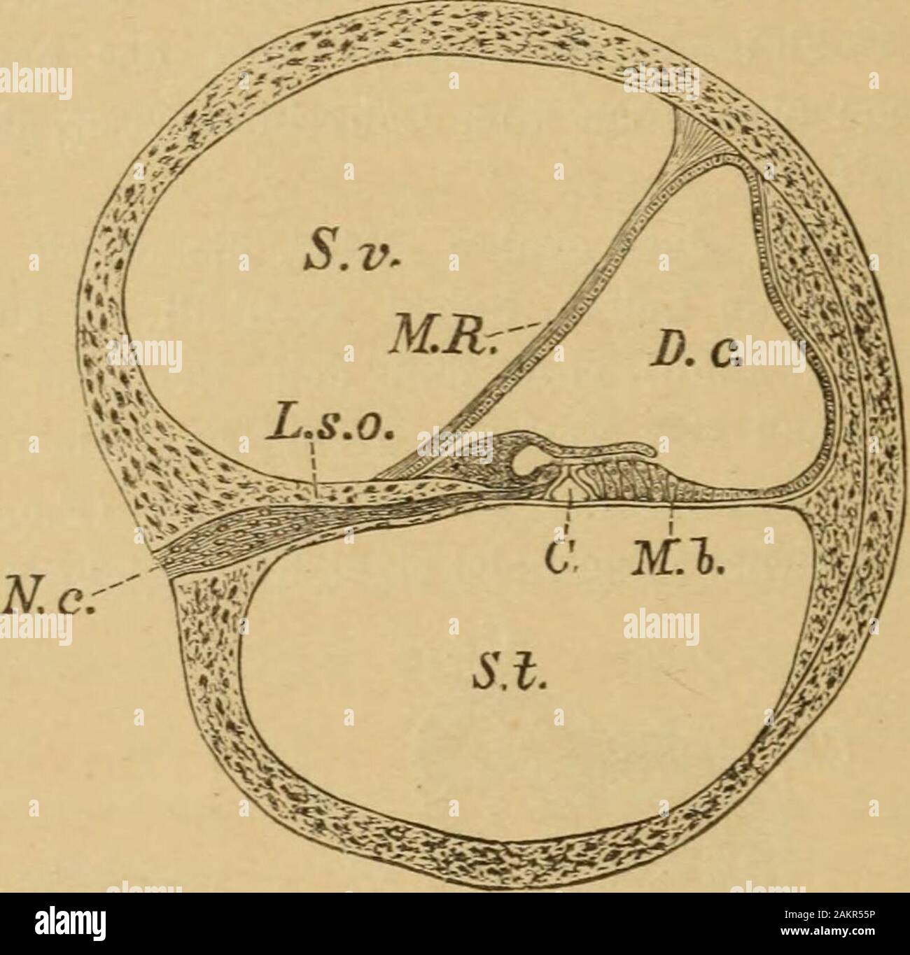 Die Krankheiten des Ohres und deren Behandlung . nales haben. Die beiden vertikalen Kanäle haben eine gemeinschaftliche En-digung. Nach vorn geht der Vorhof in die mit der Spitze nach aussen ge-richtete Schnecke über. Die Schnecke hat 21/* Windungen, die um diehorizontal gestellte Spindel (Modiolus) aufgerollt erscheinen. Von derSpindel ragt eine ebenfalls knöcherne sog. Spiralplatte (L. s. o. des schema-tischen vertikalen Durchschnittes durch eine Schneckenwindung, Fig. 37) in dasLumen der Schnecke herein, die sich durch die Lamina spiralis membranacea, welcheauch als Membrana basilaris (M.b. Stock Photo