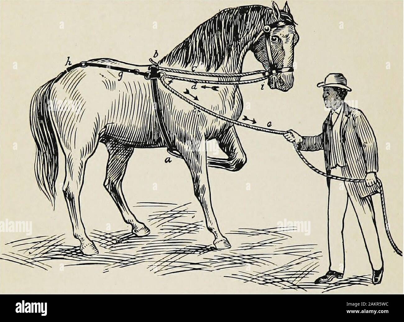 Rope under the tail hi-res stock photography and images - Alamy