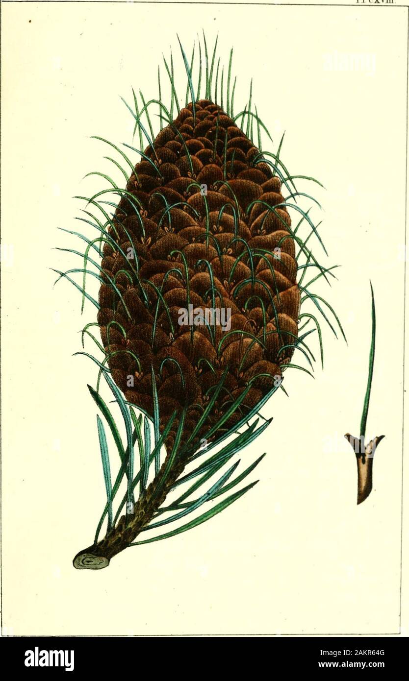 The North American sylva; or, A description of the forest trees of the United States, Canada and Nova ScotiaConsidered particularly with respect to their use in the arts and their introduction into commerceTo which is added a description of the most useful of the European forest trees .. . ER FIR. Abies bracteata. Foliis bifariam jyaieniibus mucronatis j)l(^nis suhtusargenteis, sirobiUs ovatis erectis squamis reniformibus, bractcolis trilobiSylacinia intermedia longissima foliacea recurvata. PiNUS bracteata.—D. Don, in Liu. Transact., vol. xvii. p. 443. Lam-berts Pines, vol. iii. tab. 91. Loud Stock Photo