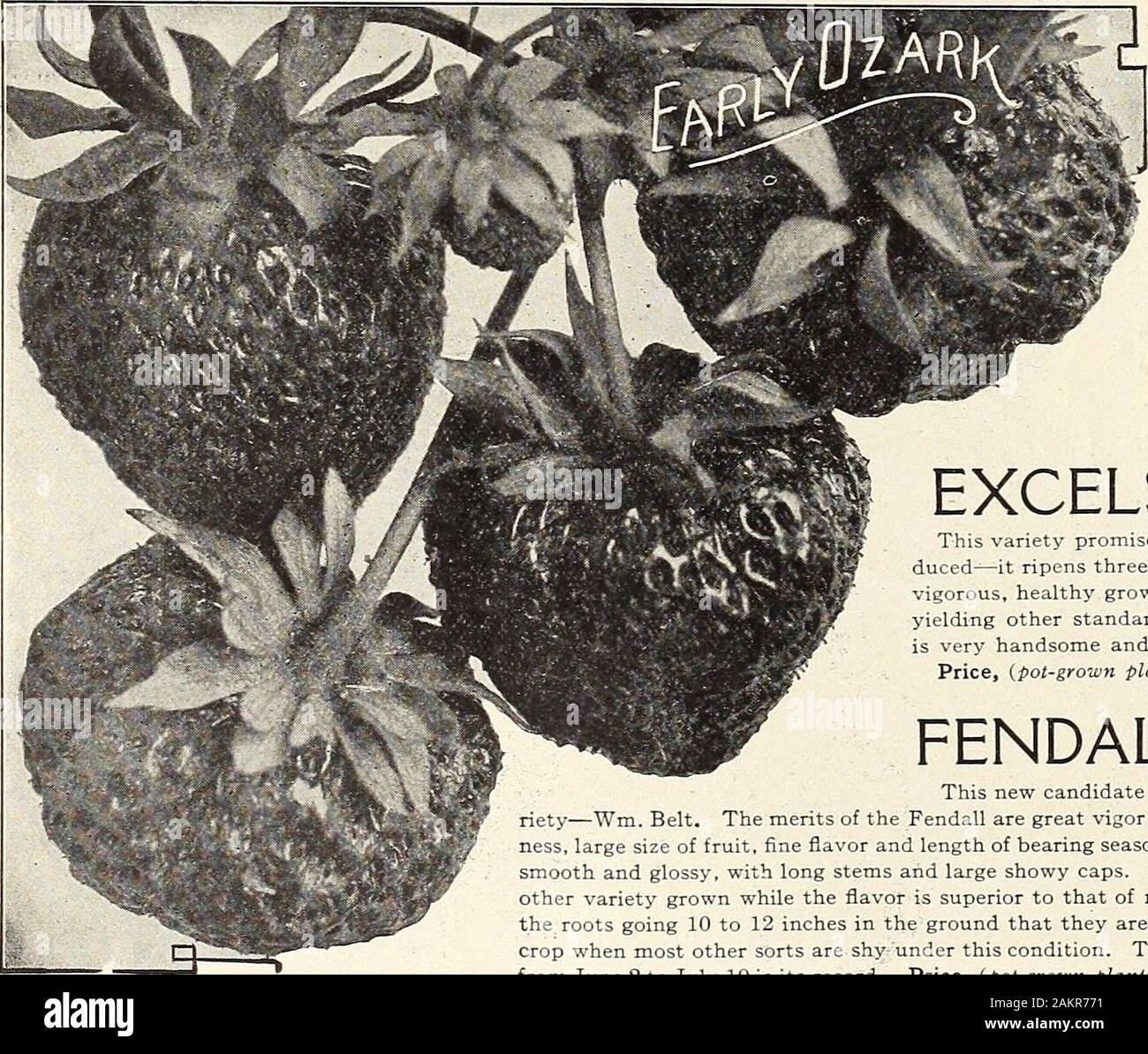 Henderson's midsummer catalogue : 1913 . EAKLY OZARK. (Extra Early—Perfect Flowering.)Shown in color on back cover. A very promising new strawberry from Mis-souri. It is a cross between the popular varietiesAroma and Excelsior. The originator says itis the largest extremely early berry ever intro-duced ripening with the small Michels Early and as big as the late large fruiting sorts; 15berries of Ozark often fill a quart basket. The berries are almost round and bright redin color. The plant is a grand grower withhealthy large dark green leathery foliage, andexceedingly prolific. Price, (pot-gr Stock Photo