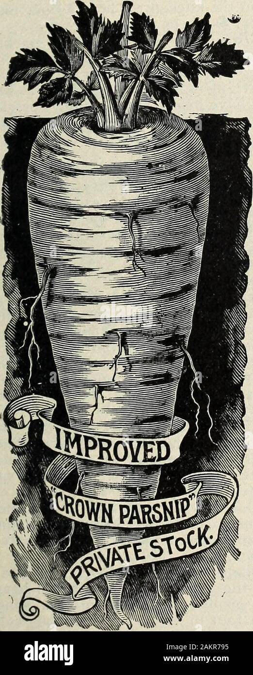 Schultz's seed annual for 1909 . Fine Triple Curled Parsley.. Parsnips Pastinake, Ger. CULTURE.—Sow as early inthe spring as the weather willadmit. In drills 15 Inches apartand half an inch deep, in rich,well-manured ground, dug verydeeply, so the roots will growstraight and uniform. Cultivatethe same as for carrots, and thinout to 4 inches apart in the rows.The roots improve by being leftin the ground until spring, se-curing enough in pits or the cel-lar for winter use. One ounceof seed to 100 feet of drill; 5 or6 pounds will plant an acre. SUGAR, OR HOLLOWCROWN.—This is an oldstandard variet Stock Photo