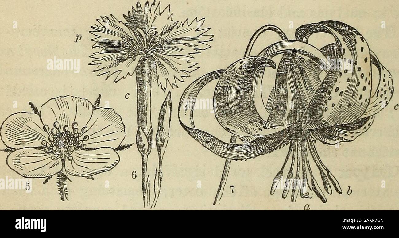The American botanist and florist; including lessons in the structure, life, and growth of plants; together with a simple analytical flora, descriptive of the native and cultivated plants growing in the Atlantic division of the American union . ally when these two envelopes arc so similar as not to be readilydistinguished, as in the Tulip, Lily, and the Endogens generally;also where only one envelope exists, as in Phytolacca, Elm, etc. 54. The essential floral organs stand within the circles of theperianth, and are so called because they are the immediate in-struments in perfecting the seed, a Stock Photo