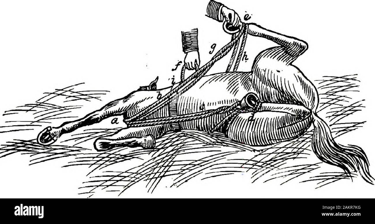 Restraint of domestic animals; a book for the use of students and practitioners; 312 illustrations from pen drawings and 26 half tones from original photographs . Fig. 169, Galvaynes On* Man Method of Casting and Securing aHorse—Second Position. rein in your right hand, pushing the animals head away fromyou as far to his near side as possible, and at the same timetake in the slack of the throwing rope (d); step back about 6feet and steadily draw the horses head around against the sur-cingle and the animal will gradually lie down. Should the. Fig. 170. Qalvaynes One Man Method of Casting and Se Stock Photo