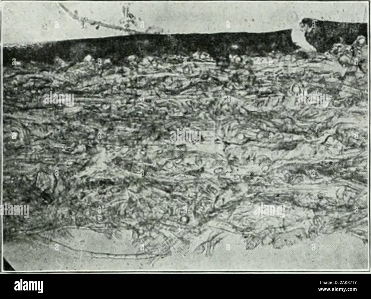 Pulp and paper magazine of Canada . In the firsl pi; the