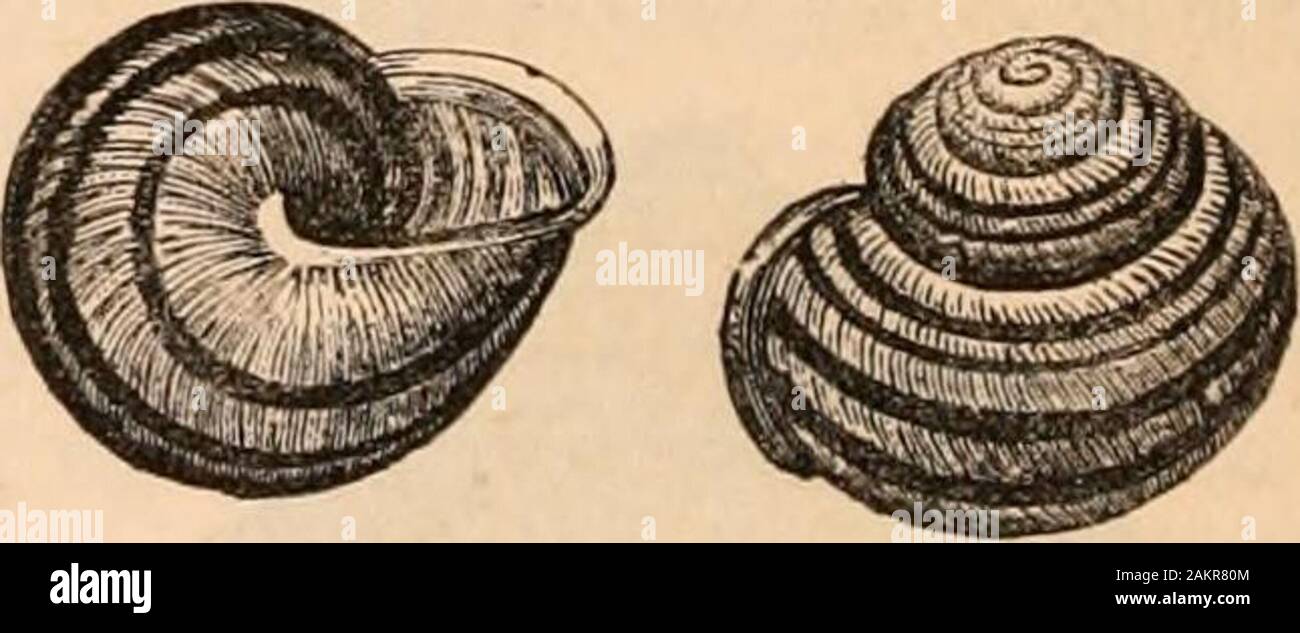 Hardwicke's science-gossip : an illustrated medium of interchange and gossip for students and lovers of nature . the ratio of spiral de-velopment of its subglobose shell has been identifiedby Professor Goodsir (the friend and companion ofthe lamented Edward Eorbcs) with the true loga-rithmic curve. Notwithstanding the destructiveness of H. as-persa (figs. 17 i, 175), it is only fair to state that if, andso long as, it can get primroses {Primula vulgaris),nettles, elder, or wild celery to devour, it will nottrouble anything else. The surface of its shellis rough and apparently strong, yet it is Stock Photo