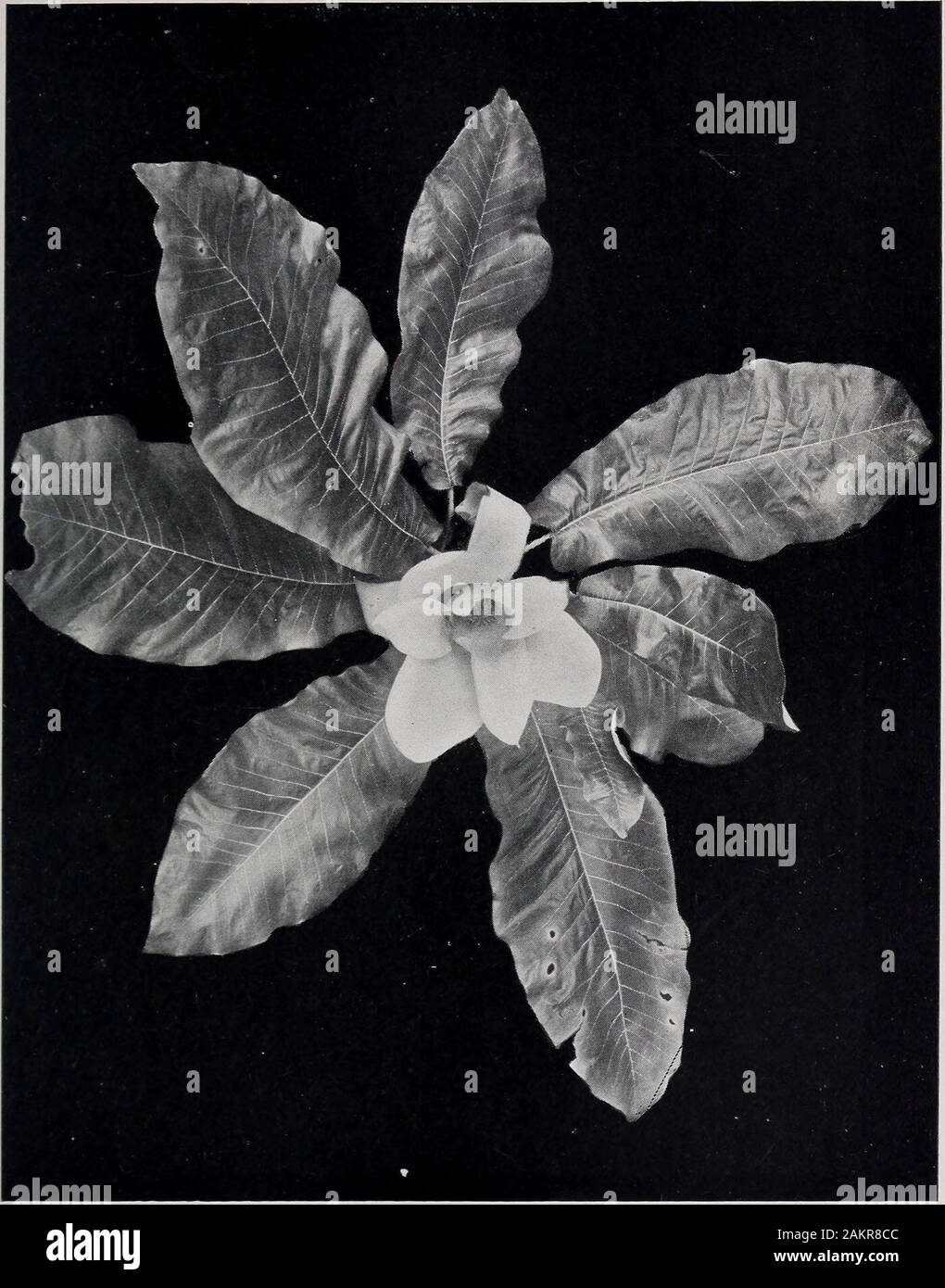 Annual report of the trustees of the American Museum of Natural History for the year . ntrance to the forestry hall and has at-tracted much attention. As a whole, it is 43 inches in width,the largest leaf measuring 21 inches, and the flower 9 inches. Among other sprays worked on during the year the follow-ing were put on exhibition: black maple {Acer nigrum) ; redash {Fraxinus Pennsyhanicum); black oak {Quercus velu-tina) ; and Arizona sycamore {Platanus Wrightii). In connection with this work the cooperation of botanistsand foresters was enlisted in supplying the fresh material forthe reprodu Stock Photo