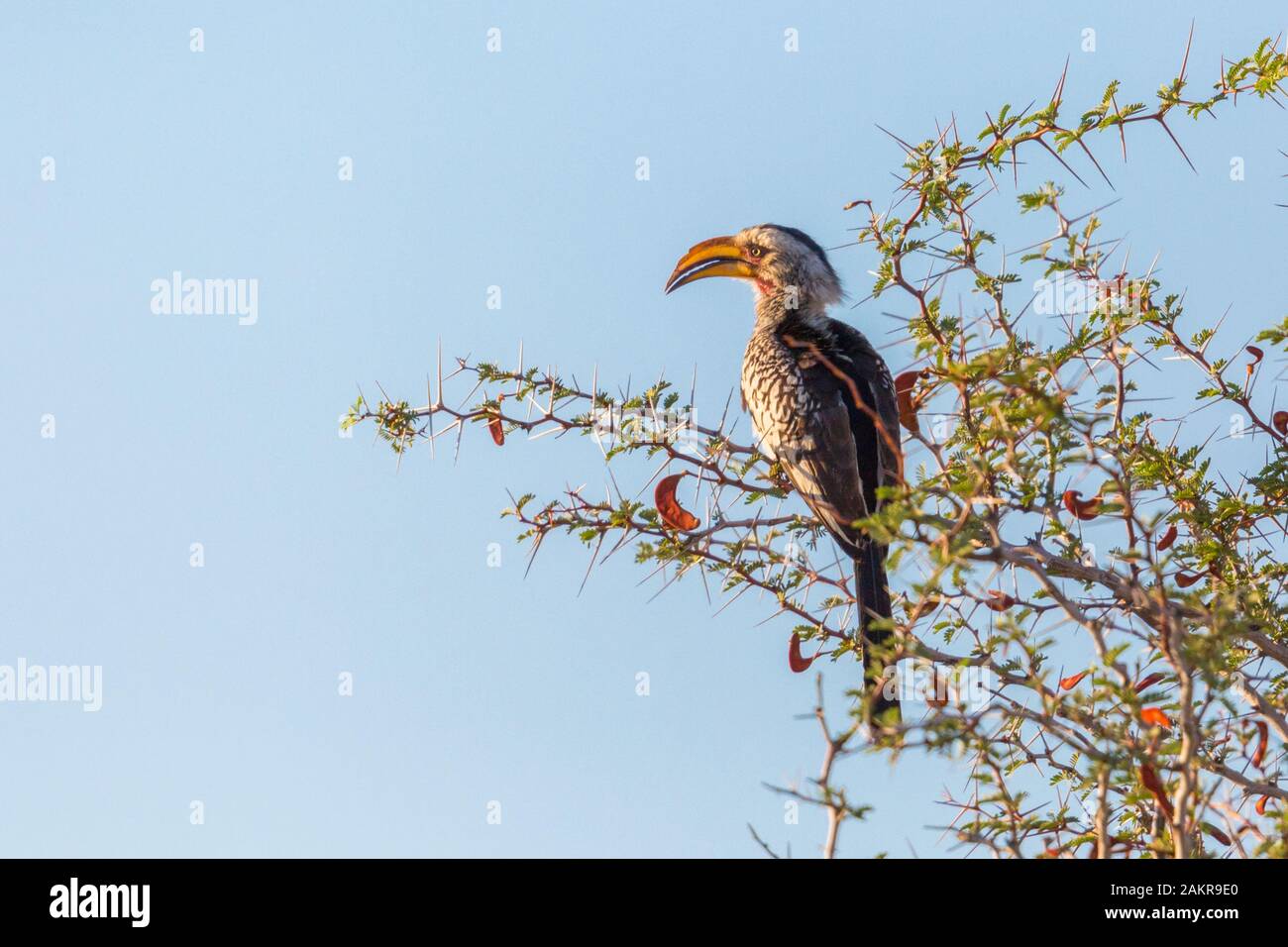 yellow-billed hornbill (tockus flavirostris) sitting on tree in morning sun Stock Photo