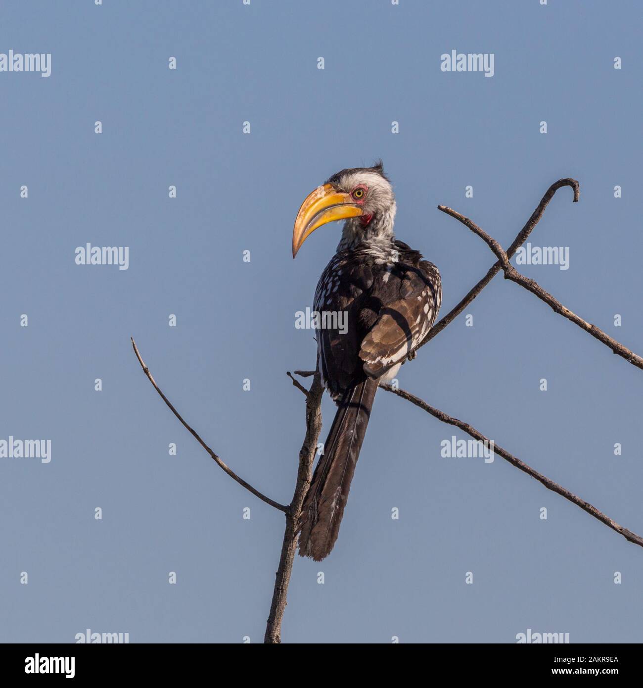 yellow-beaked hornbill (tockus flavirostris) sitting on branch Stock Photo