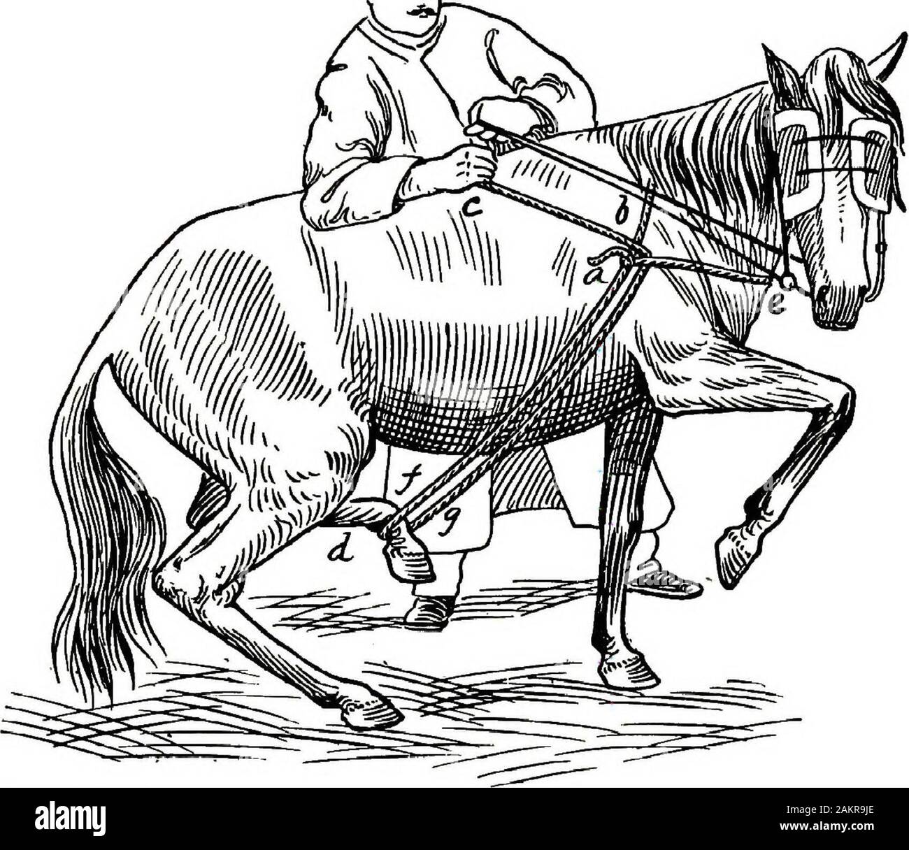 Restraint of domestic animals; a book for the use of students and practitioners; 312 illustrations from pen drawings and 26 half tones from original photographs . Fig. 165- First Positron Russi&lt;an One IVIan IVIethod of Casting andSecuring a Horse. his right elbow is supported by the horses loins. The halterrein is grasped firmly and held in the left hand. By makingtraction on end of rope (c) the near hind foot is lifted off theground and drawn somewhat to the off side, Eigure 166. Bytraction on halter rein the head is drawn around to the shoulder;then by pressing down with elbow on loins th Stock Photo