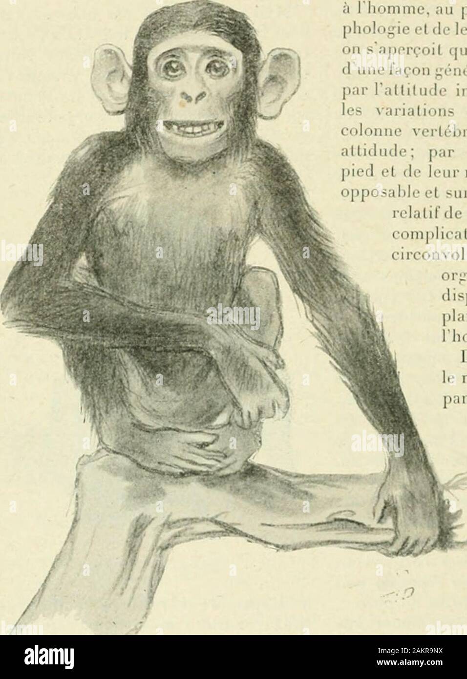 Le Monde moderne . .1 E U X E CHIMPANZÉ de la parenté de lhomme el du singe.Nous voudrions aussi donner quelquesrenseignements sur les nouvelles décou-vertes paléontologiques qui se rapportentà ces singes et à lhomme. Les singes anthropoïdes constituentun groupe très restreint du règne ani-mal, composé de quatre genres seule-ment. Deux de ces genres, le gorille etle chimpanzé, habitent lAfrique: deuxautres, lorang-outan et le gibbon, sontconfinés dans le sud-est de l.Asie. Onpeut même réduire le groupe en questionà trois genres seulement, car beaucoupde naturalistes considèrent le gibbon Li;S Stock Photo
