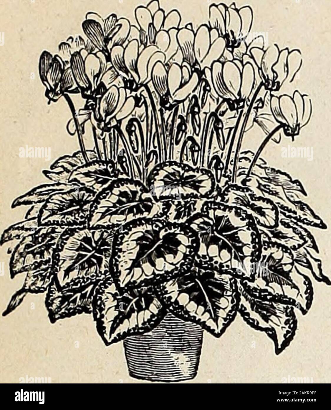 Currie's general wholesale catalogue for florists, market gardeners and truckers . much to the lasting qualities, and cannot fail toexcite the admiration of all lovers of the Cyclamen. White 100 seeds, $1.50 Rose, 100 seeds,- $2.25 CYCLANTHERA. EXPLODENS, Ornamental Climber 500 .10 CYPERUS. ALTERNIFOLIUS—Umbrella Plant 1,000 .10 CYPRESS VINE—Ipomoea auamoclit. ROSE SCARLET WHITE SCARLET, Ivy Leaved MIXED DAHLIA. Start early indoors for early flowering. Thesingle sorts are valuable for cut flowers.Easilv flowered from seed the first season EXTRA CHOICE, Double Mixed 250 .20 SINGLE FINEST MIXED Stock Photo