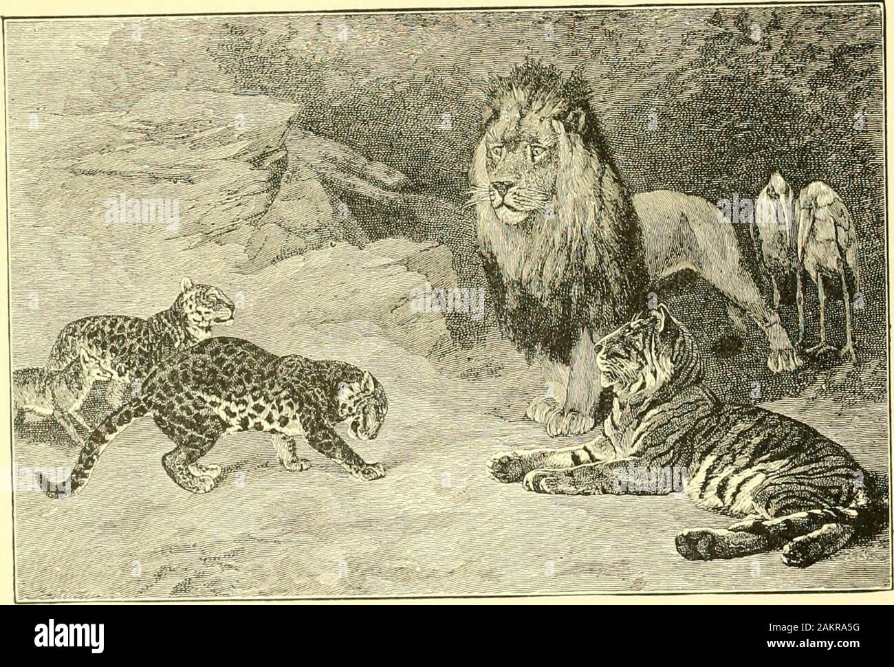 Hunting And Trapping Stories A Book For Boys O Homage To The King The Man Who Stole A Tiger Cub A Certain Gentleman Who Was Travelling In India Was Very Anxious
