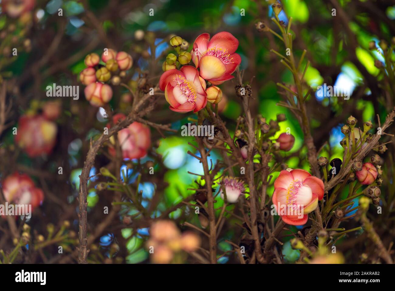 Sala tree (Shorea robusta) flowers in Thailand Stock Photo