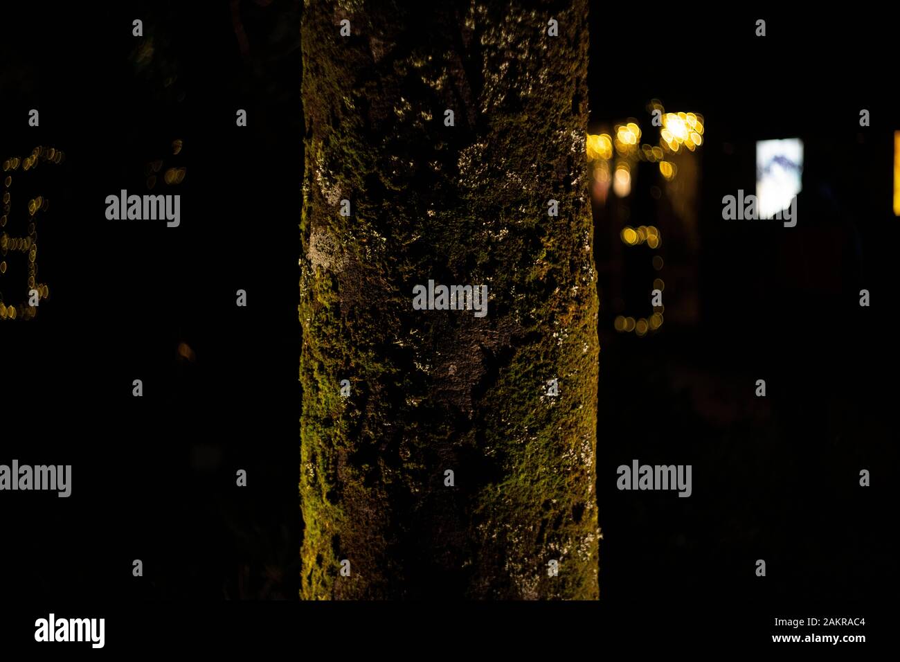 Heligan by Night 2019 Stock Photo