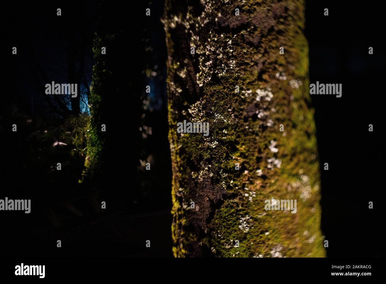 Heligan by Night 2019 Stock Photo