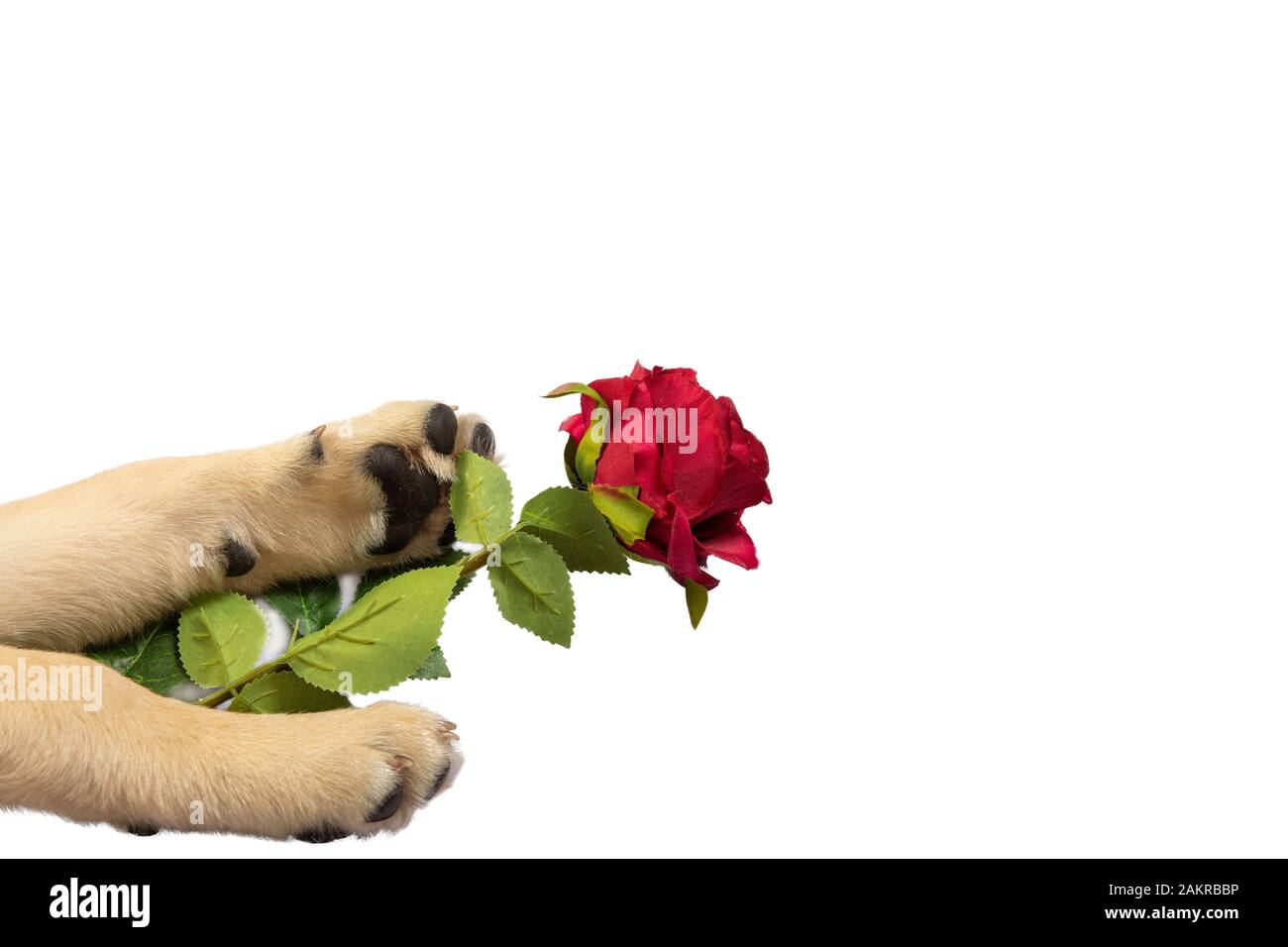 red rose in the paws of a dog isolated on white. Copy space Stock Photo