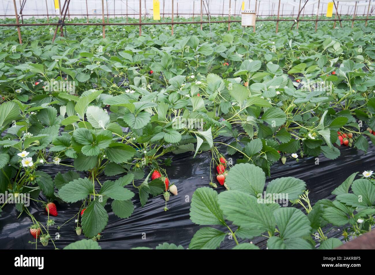 Greenhouse strawberry cultivation production in the countryside of
