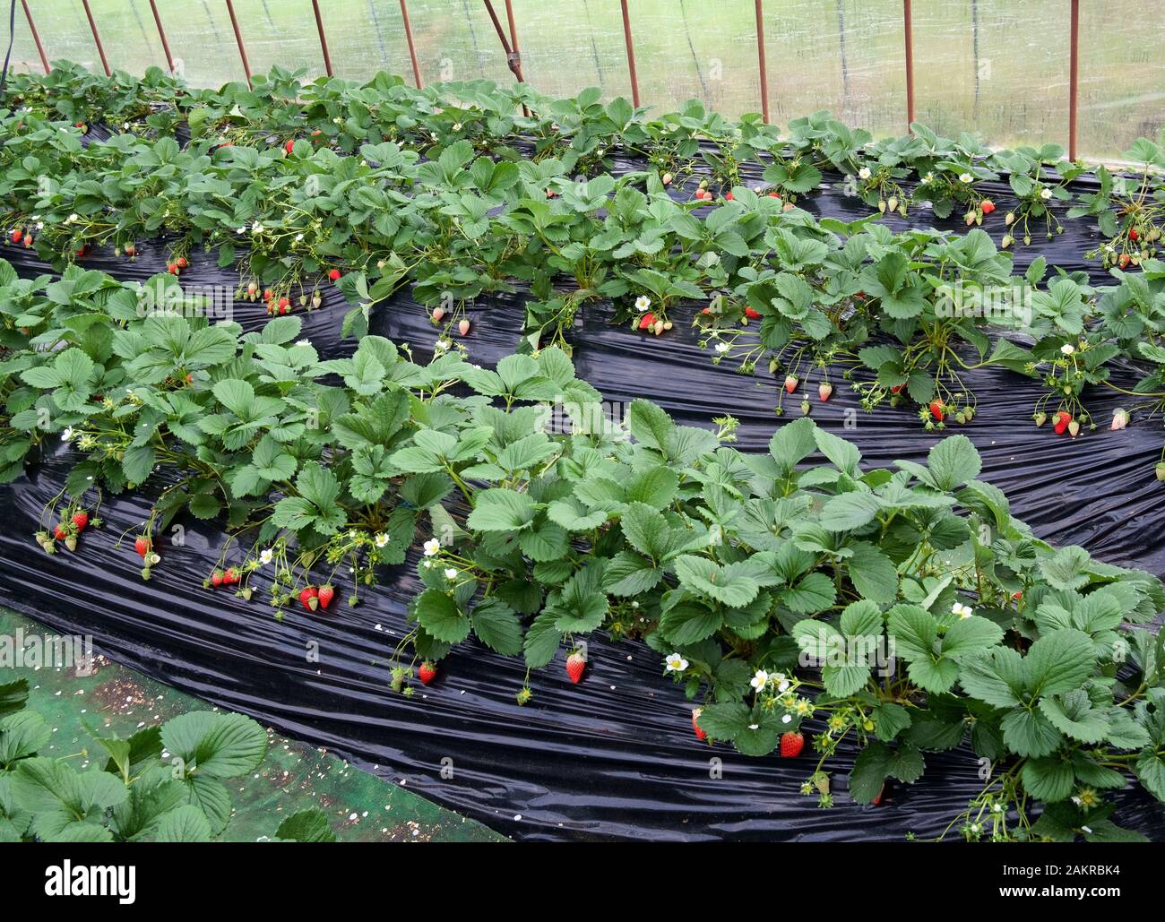 Greenhouse strawberry cultivation production in the countryside of