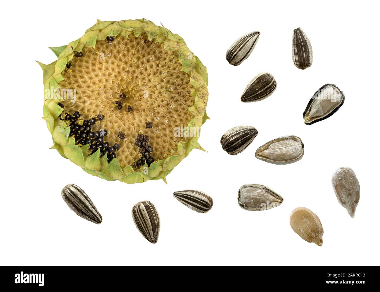Base of plant Cut Out Stock Images & Pictures Alamy