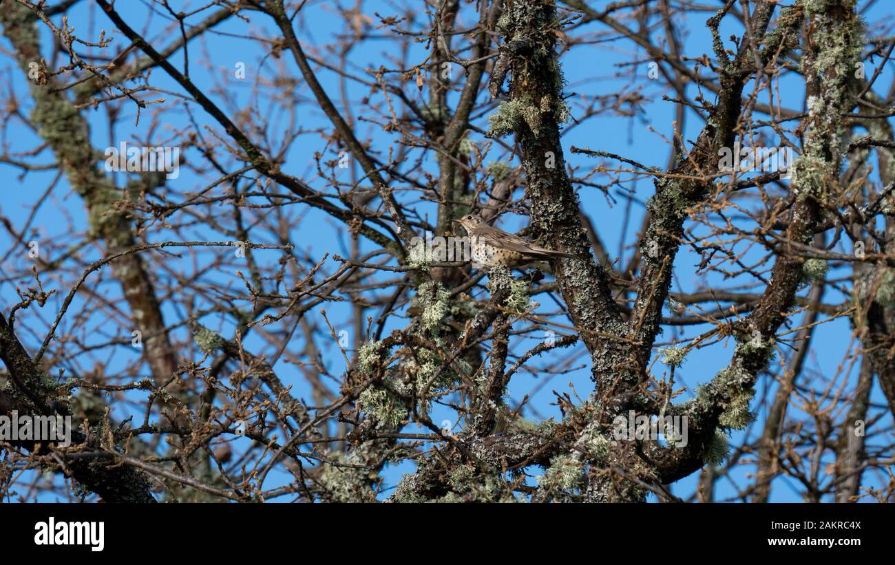 Thursh bird hidden in the tree branches Stock Photo