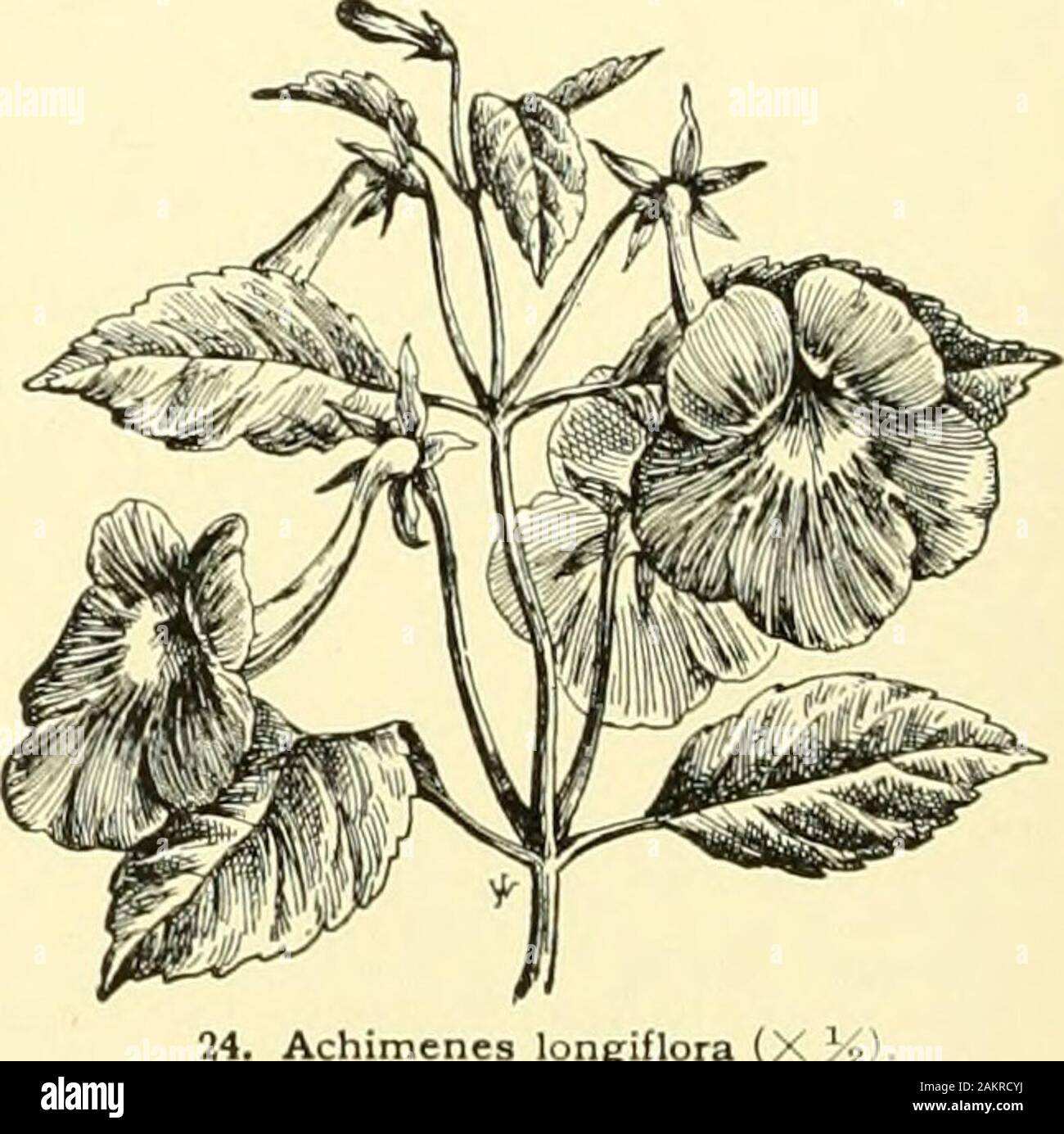Cyclopedia of American horticulture, comprising suggestions for cultivation of horticultural plants, descriptions of the species of fruits, vegetables, flowers and ornamental plants sold in the United States and Canada, together with geographical and biographical sketches, and a synopsis of the vegetable kingdom . 23. Achimenes; tube ACHIMENES heteroph:^lla, DC. (A. ign^scens, Lem. A. Ghies^brechtii, Hort.). Root fibrous: st. 1 ft. or less, dark pur-ple, somewhat hairy: Ivs. ovate-acuminate, stalked, ser-rate, the two of each pair usually unequal in size: fls.solitary, on peduncles somewhat lo Stock Photo