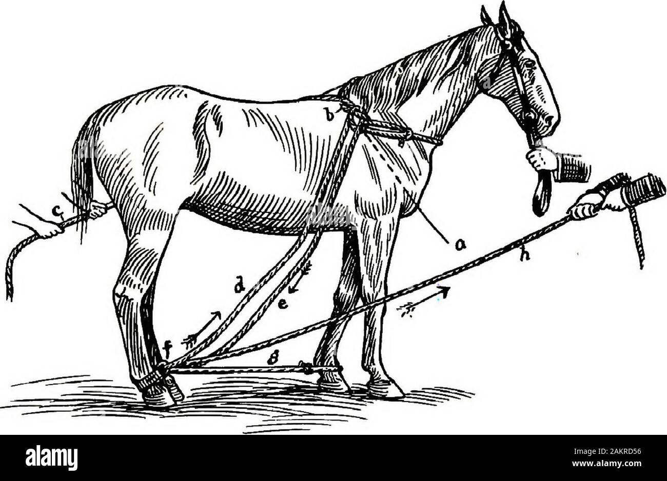Restraint of domestic animals; a book for the use of students and practitioners; 312 illustrations from pen drawings and 26 half tones from original photographs . The double side line casting ropes of Over, Figure 157, con-sist of two %-inch ropes. One rope is 20 feet long, the otherone 25 feet long, and two hobble straps. Double the longerrope and at its middle make a loop to fit around base of neck,the knot being on the off side and loop near the withers (a).Pass the free end of the rope (e) through hobble strap ring onoff hind, then upward (a) through the collar loop (b); thenover the back Stock Photo