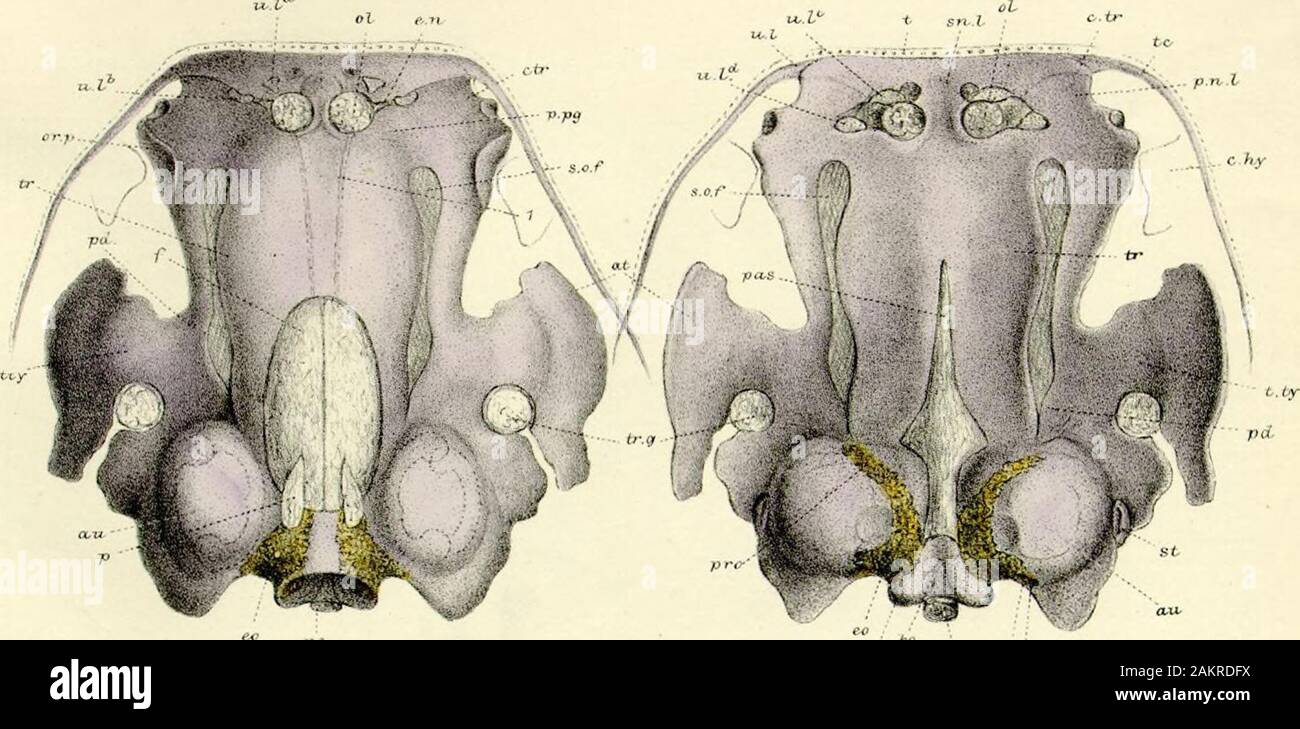 On the Structure and Development of the Skull in the BatrachiaPart II . g TO n-G. Da^ctylelhra ceupeTists PLATE 57. Dactylcthra capensis.—Tudiioles 1| inch long. Fig. 1. Chondrocranium of Tadpole, upper view, 2nd stage. X 0 diameters.Fig. 2. The same skull, seen from below, x C diameters. 4z2 Dactylethra capensis.—Tadpoles at their largest size.Fig. 3. Cliondvocranium of Tadpole, upper view; 3rd stage. X 6 diameters.Fig. 4. Tlie same skull, seen from below^ X fj diameters. u-f^ sn px Stock Photo