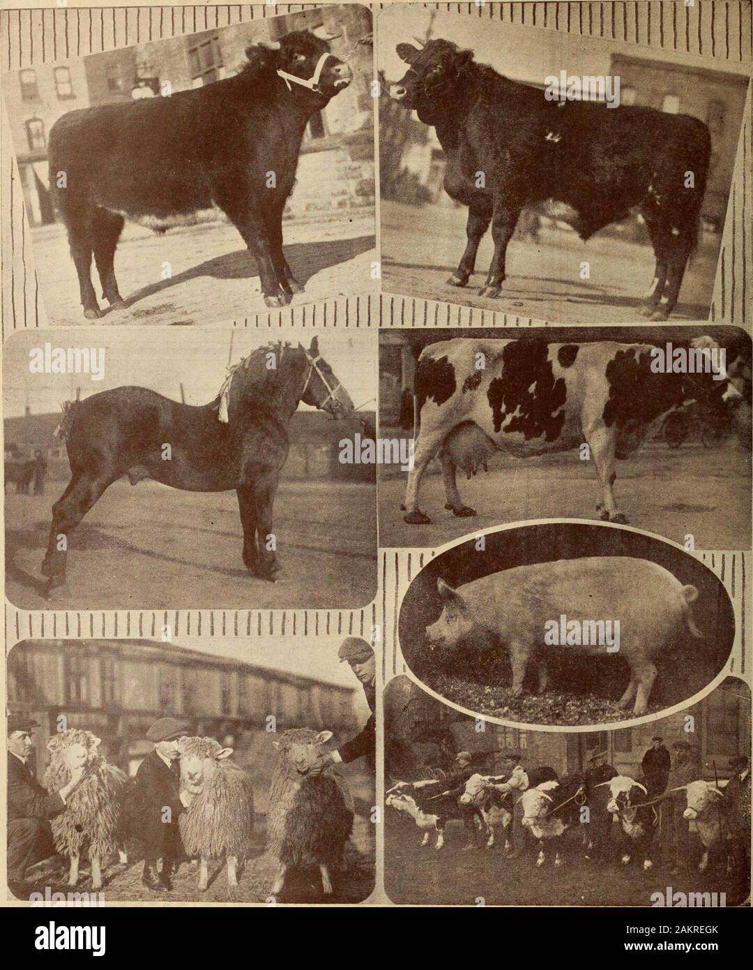 Farmer's magazine (January-December 1920) . PIPELESS pt^^Ufs^ Farmers Magazine A FEW OF THE BEST AT THE GUELPH SHOW Deoeml.er IT). 1920. Left Section.—Matchless Pete, Grand Champion Steer of the Show. Shown by John Kopag^ & Son, Elora. Zique, first prize 3-year-old Percheron Stallion. Owned by Lafayette Stock Farm, London. Winning Cotswolds, owned by G. H. Mark & Son. I,ittle Brilain, Ont. Rigrht Section.—Charlie Chaplin. Champion Shorthorn Steer and winner of intcr-coiinly b.iby-becf contest. Shown by J. Lerch & Son, Preston. Marion DeKol 2nd, winner of the Dairy Test. Owned by J. G. Currie, Stock Photo