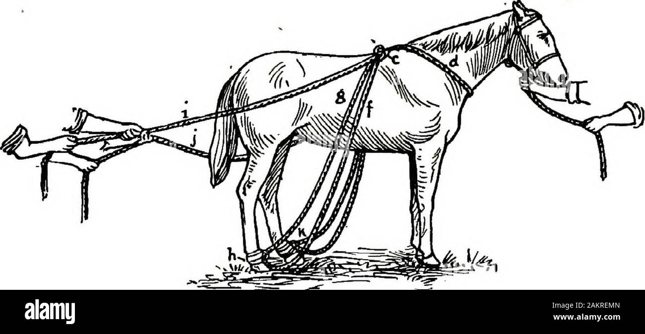 Restraint of domestic animals; a book for the use of students and practitioners; 312 illustrations from pen drawings and 26 half tones from original photographs . Fig. 152. Collar Loop of Hayes Improvised Casting Ropes. the knot (c) at base of this loop two 2%-inch metal rings arefixed. To prevent these rings from slipping out of place anotherknot is made in rope behind them. TMs completes the collarloop of Hayes. Figure 153 represents Hayes casting ropes applied. It willbe observed that the loop is placed around the neck (d) with. Fig. 153. Hayes Improvised Casting Ropes Applied. the knots an Stock Photo