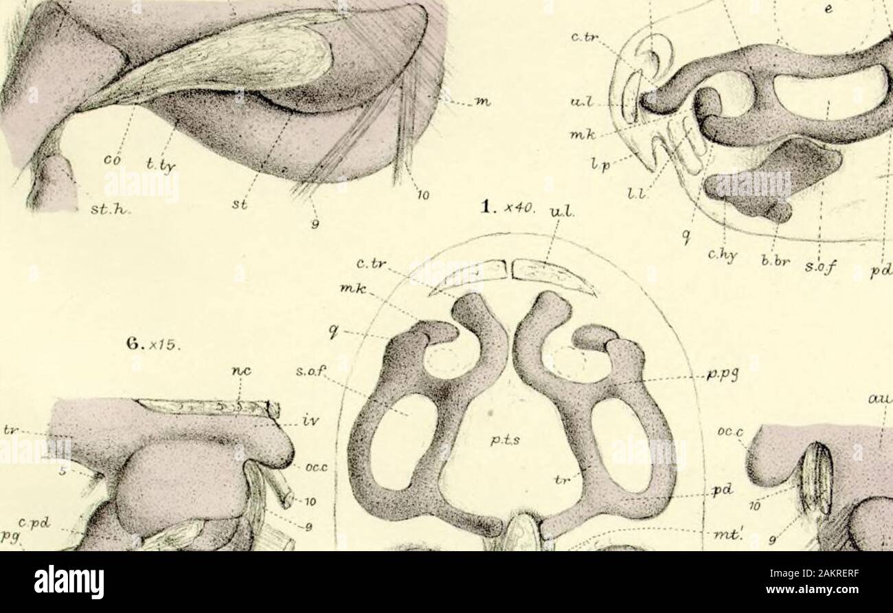 On the Structure and Development of the Skull in the BatrachiaPart II ...