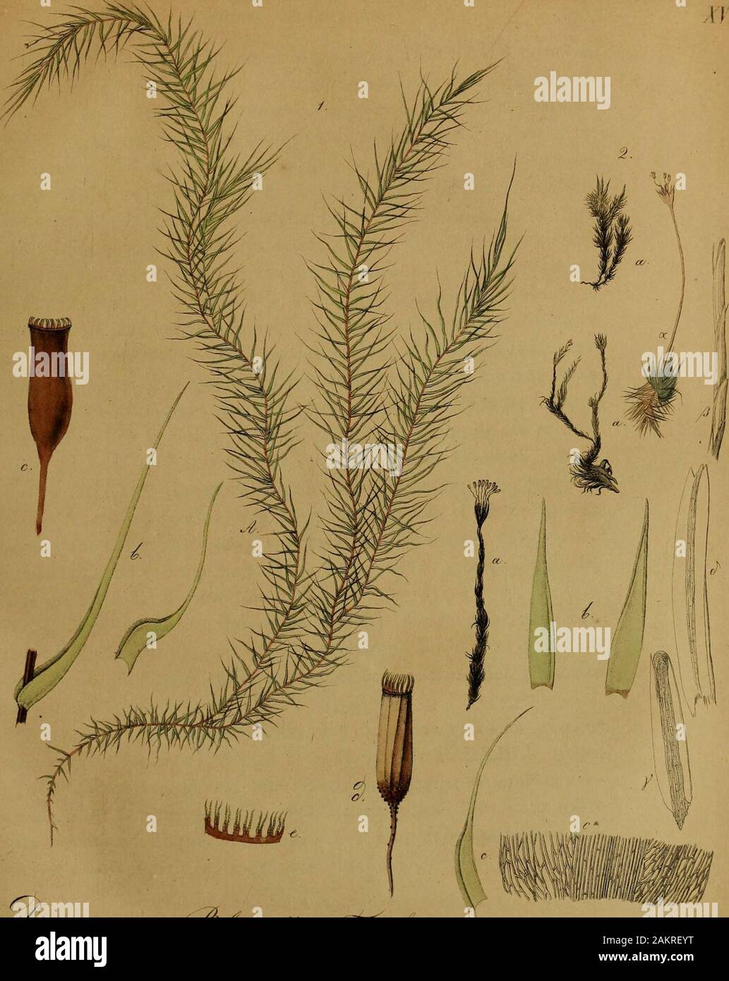 Nova acta physico-medica . ;^./,c^^^^.^^^^^ c^^.^^^^^g^.2^^^,^^b^^^^ ^^j^/. &gt;n^ ^^Zyt.,^-^ -^^^ ??^&lt;^^. jv!^&-Me££^ ^oa^i^ /U. //. x.. /. -J^.^^^z^^^ r&gt;^^.^^^- 2. r^X^i^^ ./^.^«/^ .v:m,. t^9&lt;f/^Uiai, ^: u^,y&lt; SpiridenSy Musci genus. I45 Folia pe rich ae tialia dense imbricata, inferiora minora,ovala, acuminala^ apicem versus serratura una alterave argutapraedita, margine plana, enervia; superiora sensim maiora,e basi ovata amplectente in apicem subulatum patulum ferepiliformem proteusa, integerrima, nervis subtribus apicemversus distincdoribus praedita, cuncta haec autem membra Stock Photo