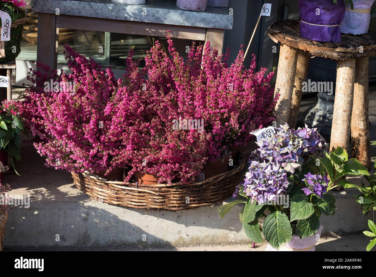 Flowers are near a flower shop on a city street. cultivated potted pink calluna  vulgaris or common heather flowers standing in flowers shop outdoors i  Stock Photo - Alamy